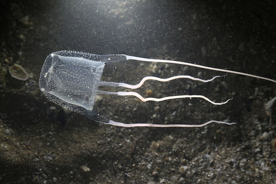 Маленькая прозрачная кубомедуза Carybdea marsupialis из Адриатического моря