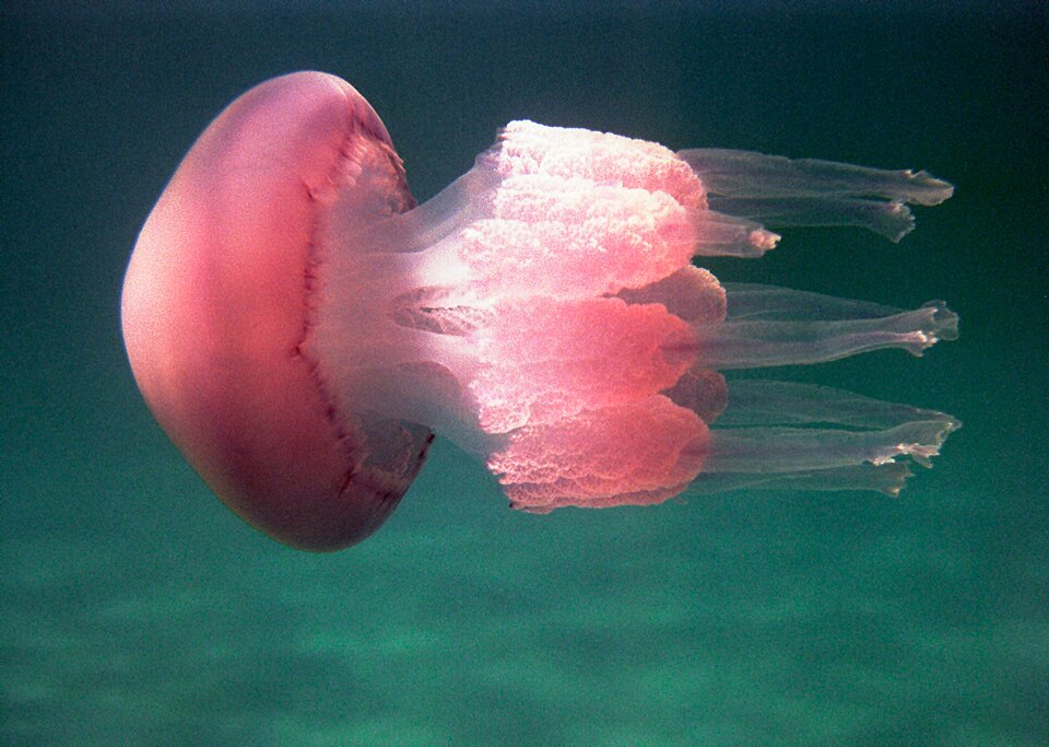 Медуза корнерот Rhizostoma pulmo, встречающаяся в Адриатическом море у Римини