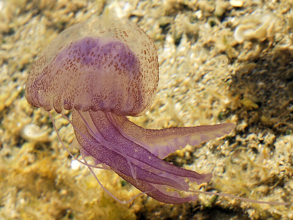 Pelagia noctiluca con lunghi tentacoli